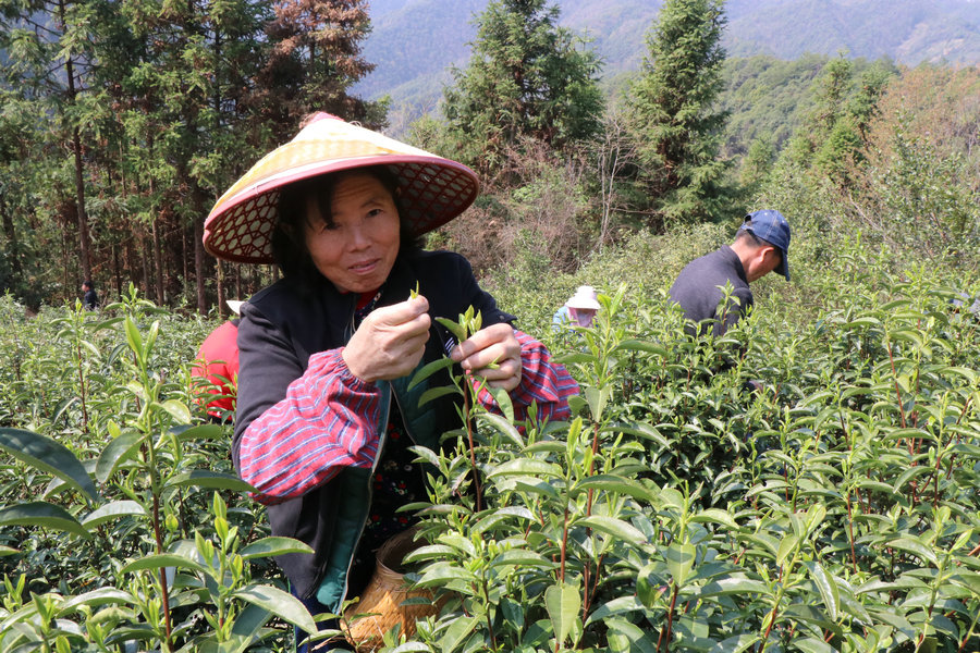 Picking the first batch of spring tea