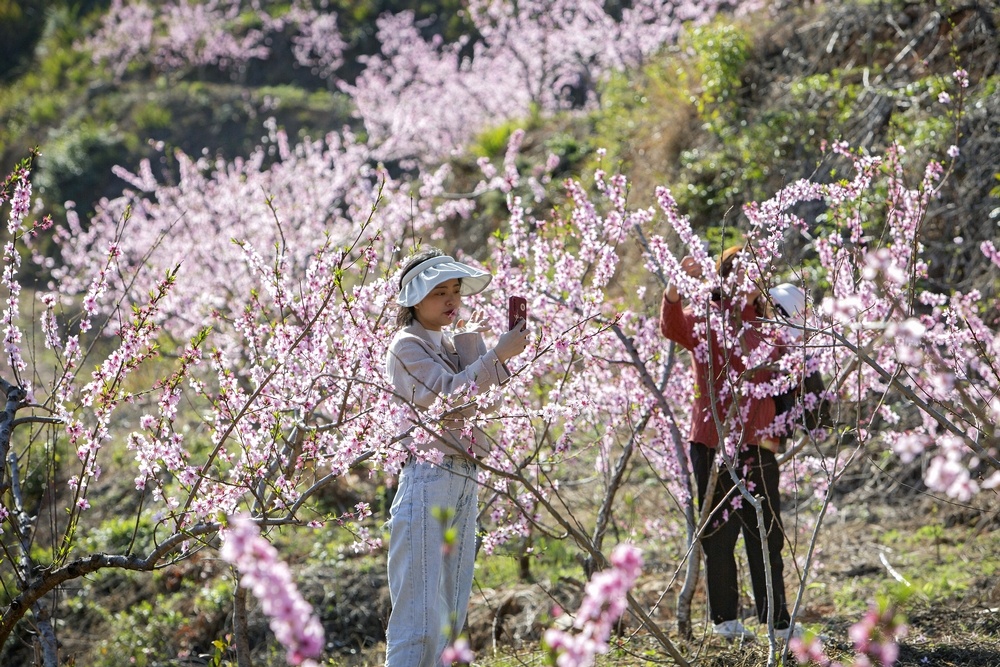 Peach blossoms in Leping