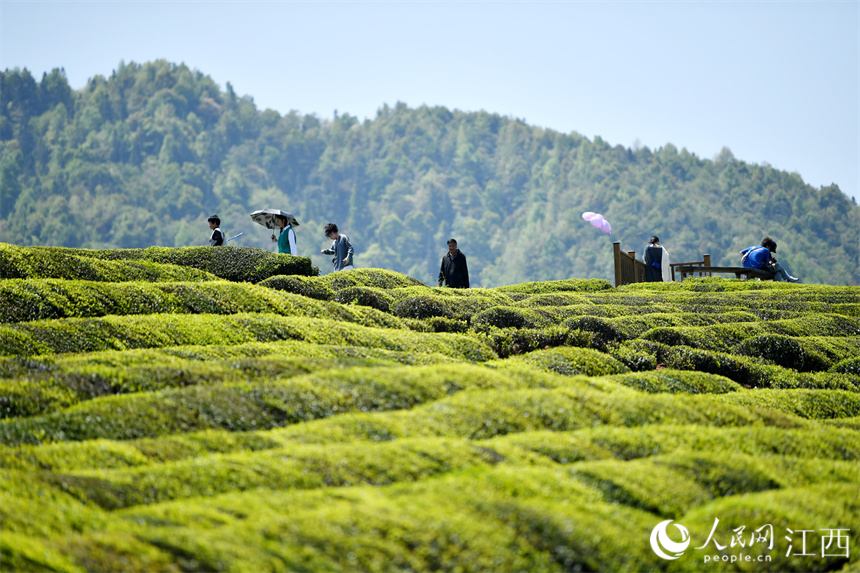 Jiangxi Fuliang: tea plantations turn into parks