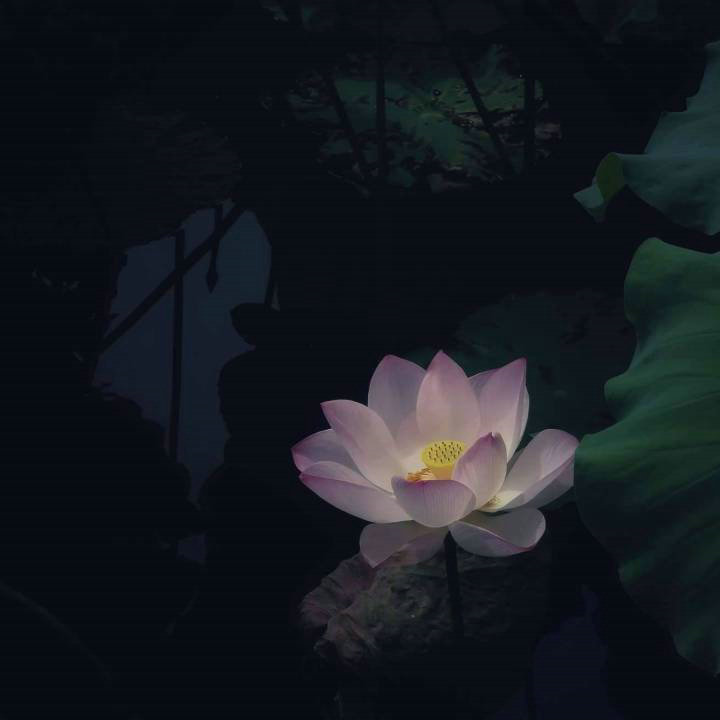 Lotus flowers