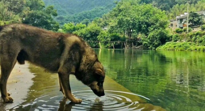 A dog in the Yaoli Ancient Town goes viral on the internet
