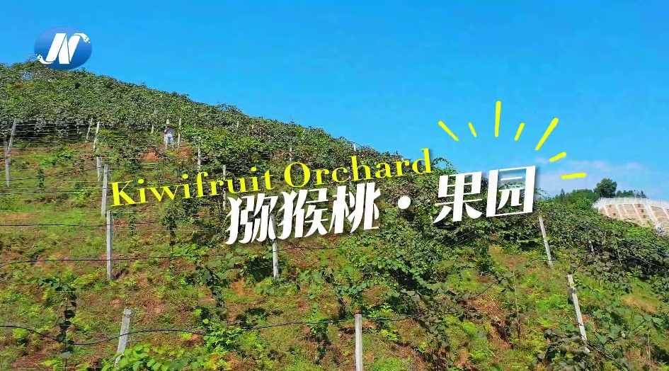 Kiwifruit Orchard