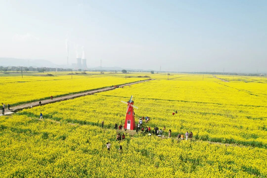 The cole flowers in Jingdezhen are blooming!