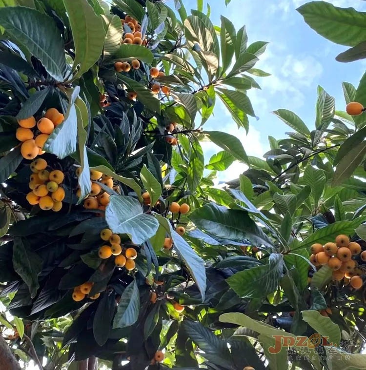 Leping: The loquats are ripe, and the days are sweet